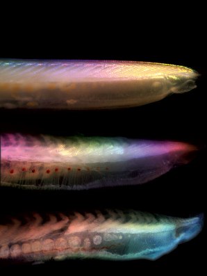 Three rotting heads. A sequence of images showing how the characteristic features of the body of amphioxus, a close living relative of vertebrates, change during decay.